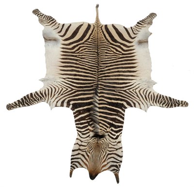 Lot 174 - Plains Zebra (Equus quagga), modern, full skin rug, no backing material, 300cm long