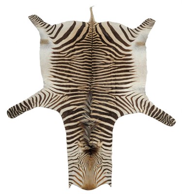 Lot 175 - Plains Zebra (Equus quagga), modern, full skin rug, no backing material, 299cm long