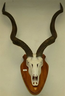 Lot 176 - Oryx Beisa (Oryx gazella), Erongo Lodge 2001, horns on cut and bleached upper skull, on...