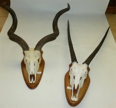 Lot 177 - Oryx Beisa (Oryx gazelle), horns on bleached and cut upper skull, on polished wood shield; and...