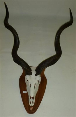 Lot 178 - Mountain Reedbuck (Redunca fulvorufula), modern, horns on upper skull, on shield; Springbok...