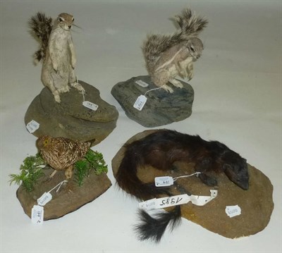 Lot 179 - South African Ground Squirrel (Xerus inaurus), full mount, upon a faux rock, 32cm high overall;...