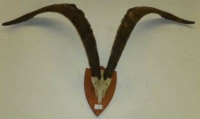 Lot 180 - Wild Goat, Salruk, Ireland, Winter 2000, horns on cut frontlet, on wood shield