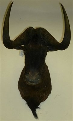 Lot 182 - Black Wildebeest (Connochaetes gnou), shoulder mount, 72cm from the wall