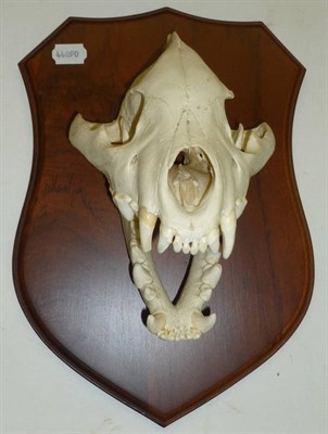 Lot 186 - Hyaena (Crocuta crocuta), circa 2000, skull, set open, 30cm long, on a polished African wood shield