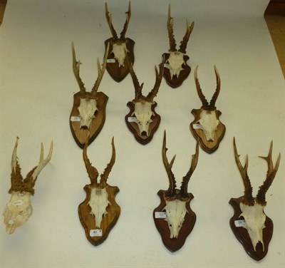 Lot 187 - Roe Deer (Capreolus capreolus), eight sets of antlers on cut frontlets, all on shields