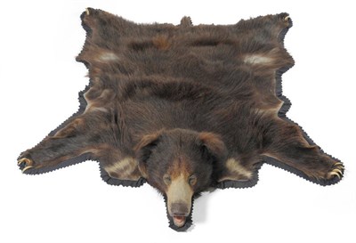 Lot 188 - Sloth Bear (Melursus ursinus), Van Ingen & Van Ingen, circa 1950, rug with head mount, stencil...