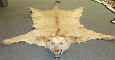 Lot 189 - Lion (Panthera leo), circa 1930, rug with head mount, with open jaw, the backing now missing, 280cm