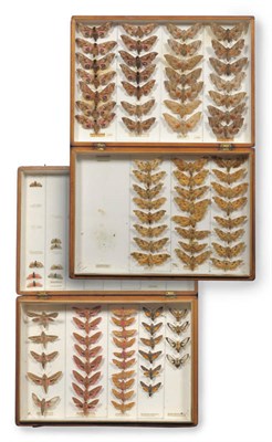 Lot 190 - Butterflies and Moths: four deal entomology store boxes containing a collection of British...