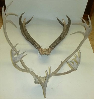 Lot 191 - Caribou (Rangifer tarandus), antlers on cut frontlet, widest span 97cm ( bleached); Sambar...