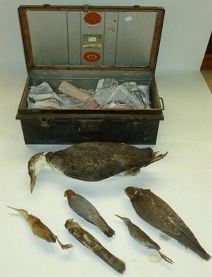 Lot 192 - A Group of Six Taxidermy Birds, all circa 1928, comprising Water Rail (x2), Sun Bittern, Red-Headed