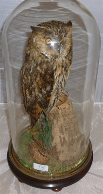 Lot 193 - Long-Eared Owl (Asio otus), modern, full mount, beneath a glass dome on wooden plinth  CITES...