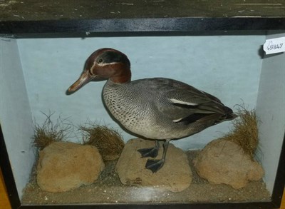 Lot 194 - Red-Legged Partridge (Alectoris rufa), circa 1910, full mount, in naturalistic single glass...