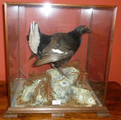 Lot 195 - Black Grouse (Tetrao tetrix), modern, full mount, perched on faux rocks amongst ferns, in an...