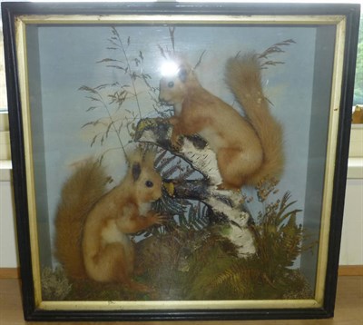 Lot 196 - A Pair of Red Squirrels (Sciurus vulgaris), preserved and mounted in a naturalistic setting, in...