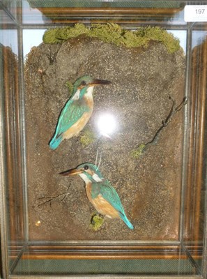 Lot 197 - A Pair of Kingfishers (Alcedo atthis), preserved and mounted in a naturalistic setting, in a glazed