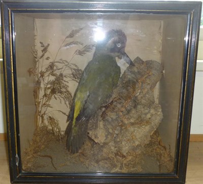 Lot 198 - A Green Woodpecker (Picus viridis), preserved and mounted in a naturalistic setting, in an ebonised