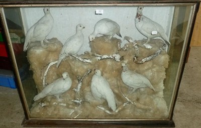 Lot 200 - Ptarmigan (Lagopus mutus), circa 1900, a group of seven full mount taxidermy specimens, each in...