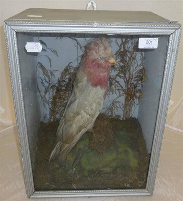 Lot 201 - A Snipe, preserved and mounted in a naturalistic setting, in an ebonised wall mounted case; A...