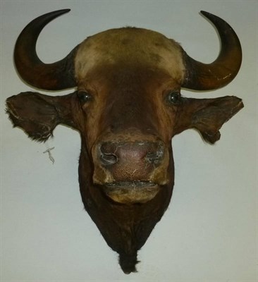 Lot 204 - Gaur (Bos gaurus), by Rowland Ward, circa 1920-30, head mount, horns 46cm tip to tip, vestiges...