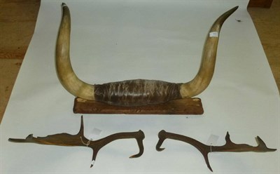 Lot 205 - A Pair of Fallow Deer Antlers; and A Pair of Cow Horns, leather mounts, and on wood plaque (2)