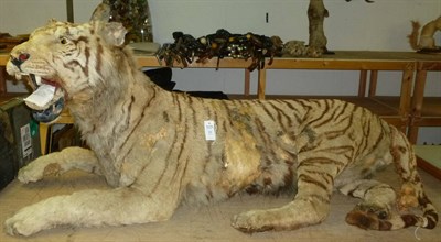 Lot 206 - Tiger (Panthera tigris), circa 1900, full mount, in recumbent pose with jaw open, real glass...