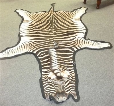 Lot 207 - Plains Zebra (Equus quagga), circa 2004, full skin rug, backed onto black felt, 300cm tail to...