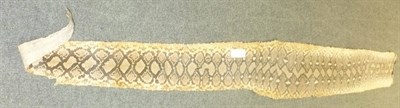 Lot 208 - Python Skin, circa 1930, 340cm long