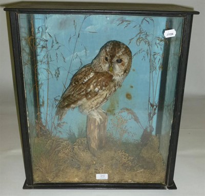 Lot 210 - Tawny Owl (Strix aluco), circa 1910, full mount, perched on a stump amongst grasses with...