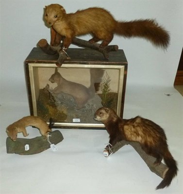 Lot 212 - Red Squirrel (Sciurus vulgaris), J Geldart Naturalist, Norton JCL, circa 1890, full mount, standing