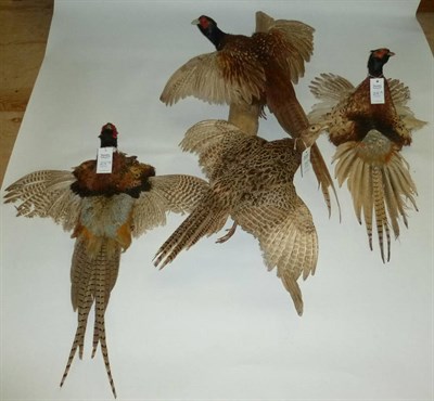 Lot 214 - Pheasant, male and female, full mounts, in flight over a tree branch; and Two Male Pheasant...