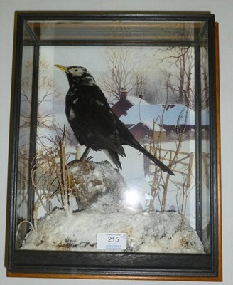 Lot 215 - Pied Blackbird (Turdus merula), probably by Armistead, Darlington, full mount, perched on a...