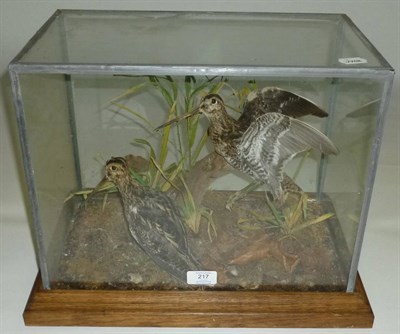 Lot 217 - Snipe (Gallinago gallinago), pair of full mounts, naturalistically posed amongst leaves and...