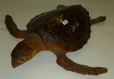 Lot 219 - Green Turtle (?) (Chelonia mydas), circa 1920, full mount, with real glass eyes, 71cm long...