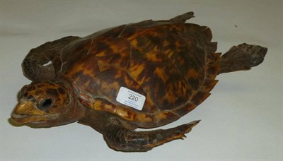 Lot 220 - Hawksbill Turtle (Eretmochelys imbricata), circa 1900, full mount, with real glass eyes, 44cm long