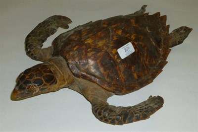 Lot 221 - Hawksbill Turtle (Eretmochelys imbricata), circa 1920, full mount, 46cm long overall...