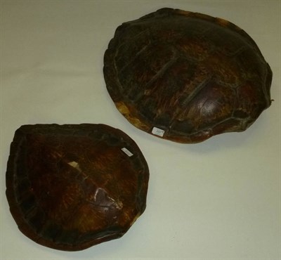 Lot 222 - Green Turtle (Chelonia mydas), circa 1900, polished carapace, 69cm; and Another smaller, circa...