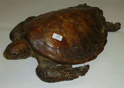 Lot 223 - Green Turtle (Chelonia mydas), circa 1900, full mount, 62.5cm long  Registered with Natural England