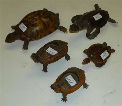 Lot 224 - Five Assorted Turtles and Tortoises, circa 1900, all full mounts/ashtrays, the tortoise 25cm...