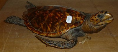 Lot 226 - Hawksbill Turtle (Eretmochelys imbricata), circa 1930, full mount, 45cm long  CITES Appendix I...