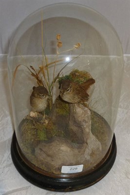 Lot 228 - Wren (Troglodytes troglodytes), modern, two full mounts, naturalistically perched amongst mossy...