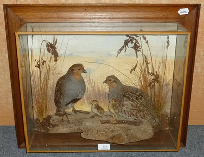 Lot 229 - Partridges, by A J Armistead, 1986, four full mounts, comprising two adults and two chicks, perched