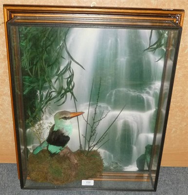 Lot 230 - Blue Breasted Kingfisher (Halcyon malimbrica), modern, full mount, perched on a mossy piece of wood