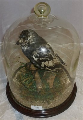 Lot 233 - Pied Jackdaw (Corvus monedula), modern, full mount, naturalistically perched on a twig amongst...