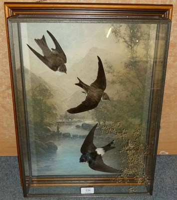 Lot 234 - House Martin (Delichon urbica) and A Pair of Sand Martins (Riparia riparia), by A J Armistead,...