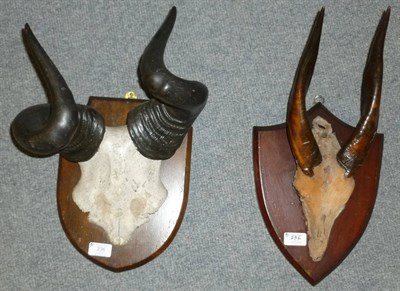 Lot 236 - Lichtenstein's Hartebeest (Alcelaphus buselphus lichtensteinii), horns on cut frontlet, on Gerrards