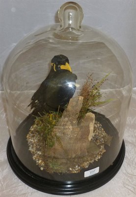 Lot 237 - Myna Bird (Acridotheres tristis), modern, full mount, perched amongst pebbles, grasses and...