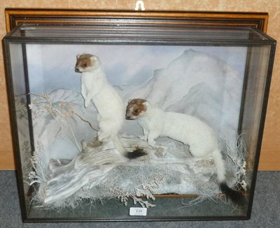 Lot 239 - Ermine (Mustela erminea), modern, pair of full mounts in winter coat, amongst wood and grasses...