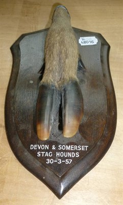 Lot 240 - A Rowland Ward Deer Hoof, mounted on an oak shield shaped plaque, inscribed 'Devon & Somerset...