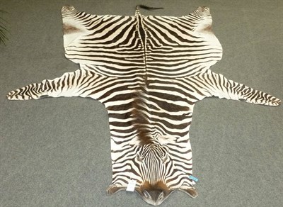 Lot 241 - Plains Zebra (Equus quagga), modern, flat skin rug, 300cm